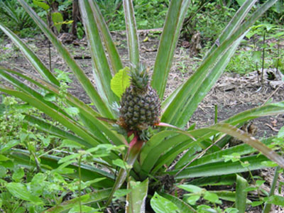 atwt_ecuador_coca_anannas.jpg (65134 bytes)