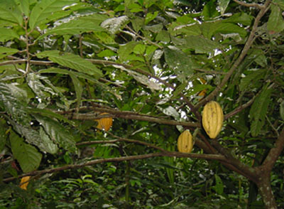 atwt_ecuador_coca_cacao01.jpg (56393 bytes)