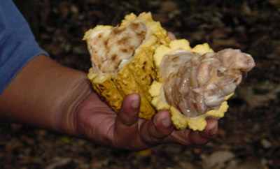 atwt_ecuador_coca_cacao02.jpg (35240 bytes)