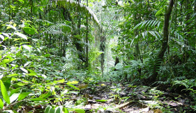 atwt_ecuador_panacocha_djungeltur02.jpg (68631 bytes)