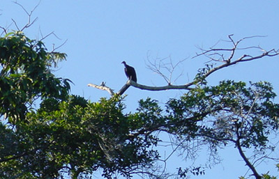atwt_ecuador_panacocha_gam.jpg (56272 bytes)
