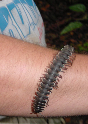 atwt_ecuador_panacocha_kryp.jpg (41267 bytes)