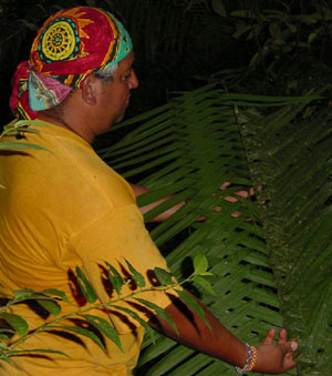 atwt_ecuador_panacocha_takflatning.jpg (40109 bytes)