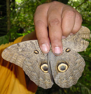 atwt_ecuador_panacocha_ugglafjaril02.jpg (44322 bytes)