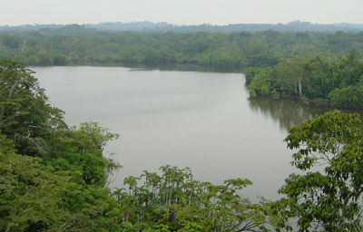atwt_ecuador_panacocha_vy.jpg (41410 bytes)